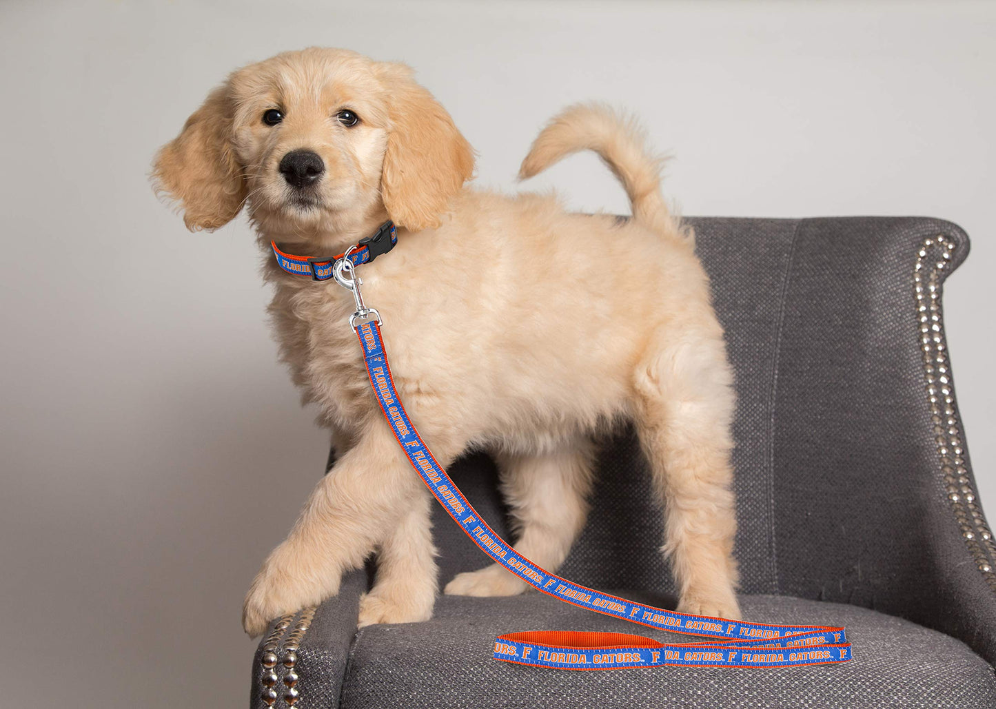 COLLEGE FLORIDA GATORS Dog Leash, Small