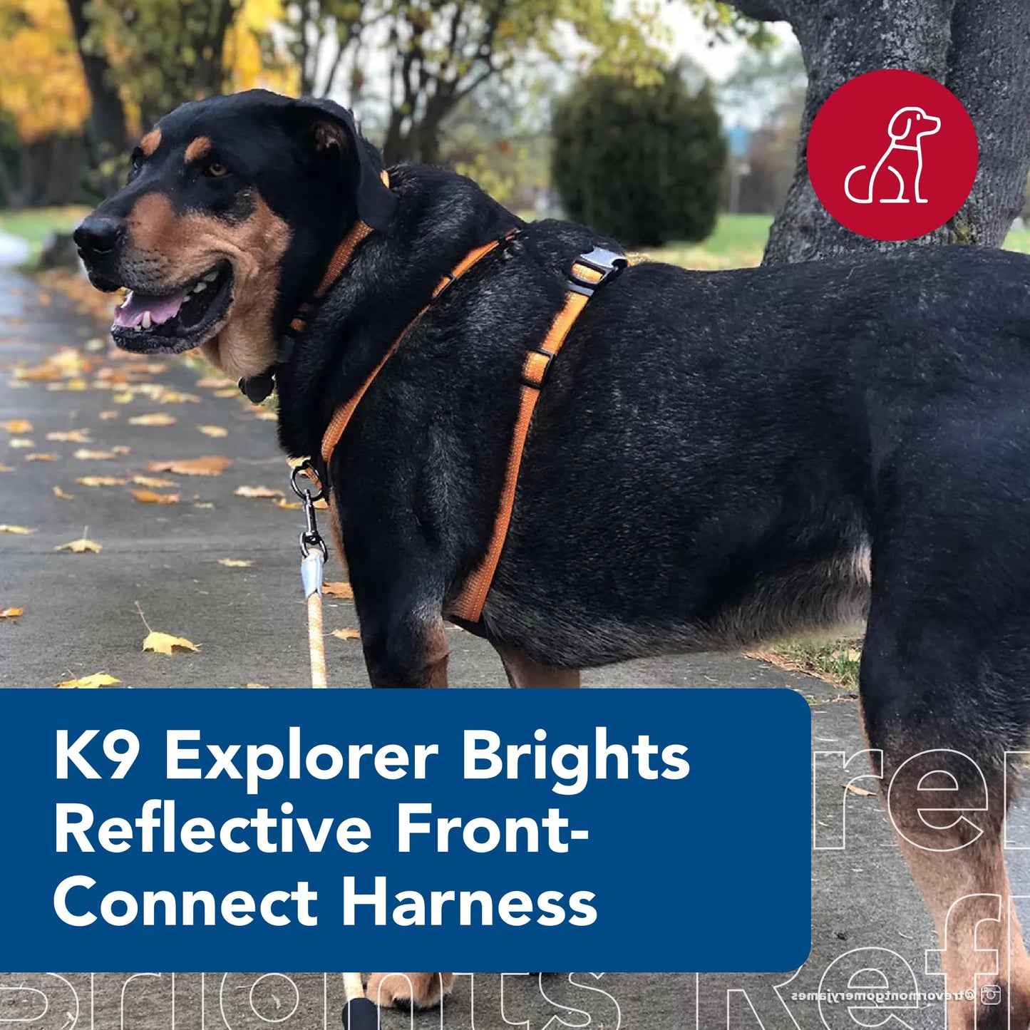 Coastal - K-9 Explorer - Brights Reflective Front-Connect Harness, Lake, 5/8" x 12"-18"